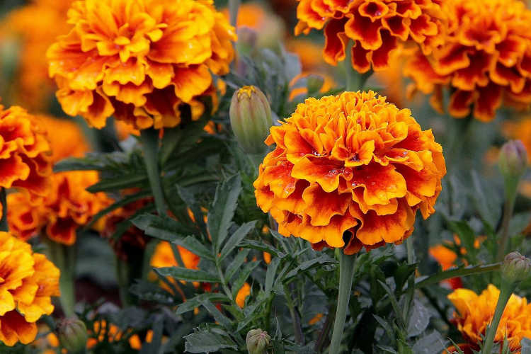 Tagetes erecta