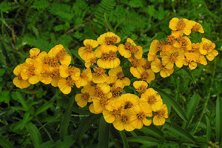 Tagetes lucida