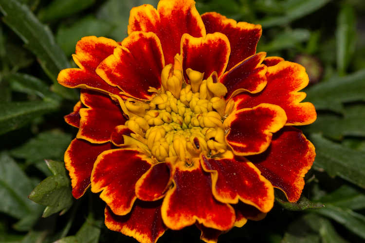 Tagetes patula