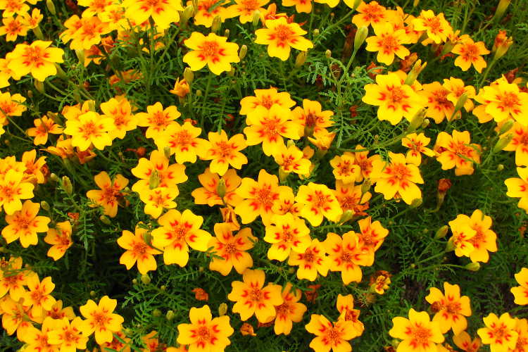 Tagetes tenufolia