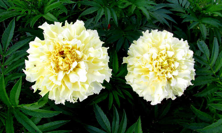 Vanilla marigold