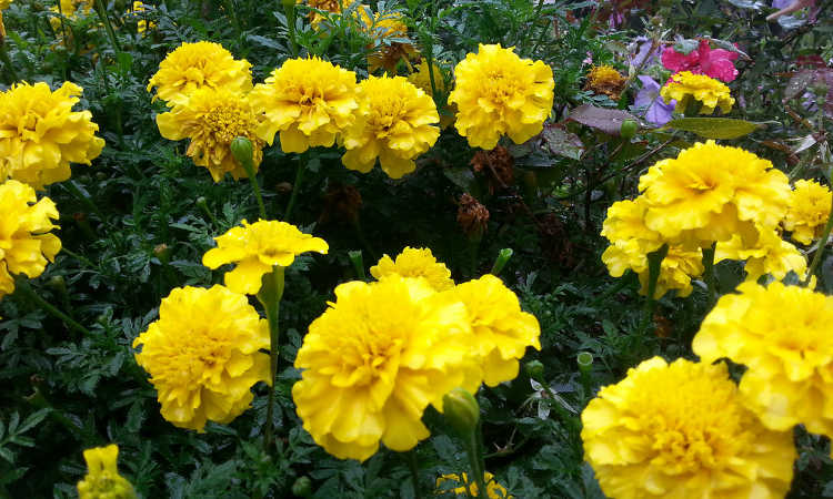 Yellow marigolds