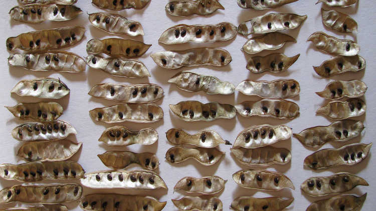 Seeds before removal of pods