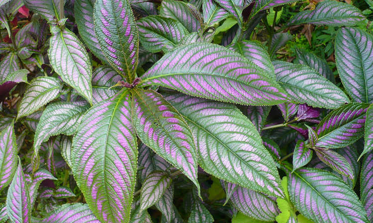 Faded persian shield