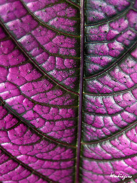 Persian shield closeup of leaf