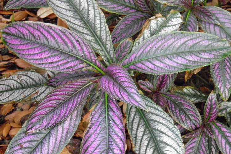 Persian shield plant