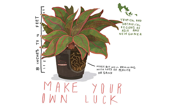 Aglaonema Quick Care