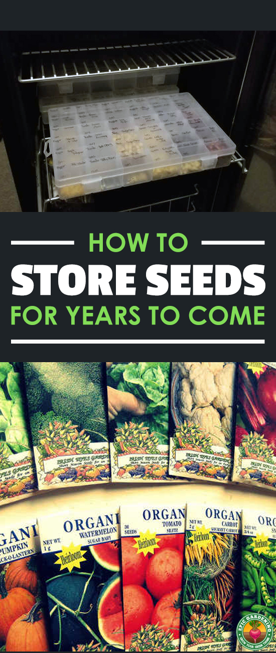 Learn the best ways of storing seeds for the future with our in-depth how-to guide. We cover everything from containers to cold storage!