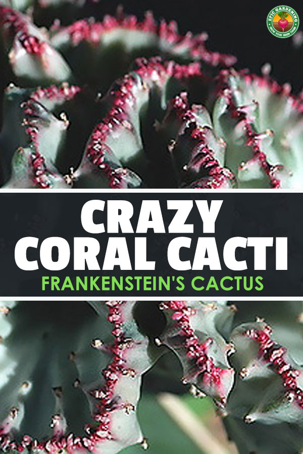 The coral cactus isn't a cactus or made of coral. This Frankenstein-like grafted plant is a strange, stylish succulent! Learn to grow your own here.