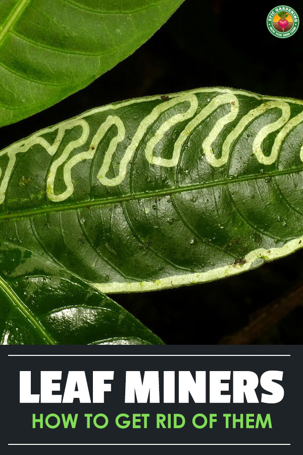 A leaf miner will chew maze-like trails along the leaves of plants, disfiguring them and putting them at risk. I'll show you how to wipe them out!