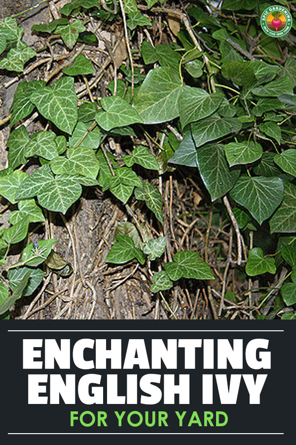 English ivy is both beautiful and potentially invasive. I'll teach you how to grow it, and also how to keep it from spreading like wildfire!