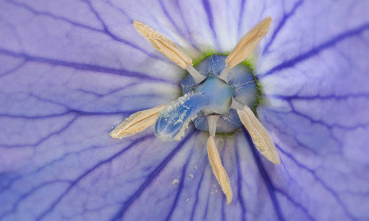 Balloon flower closeup of center