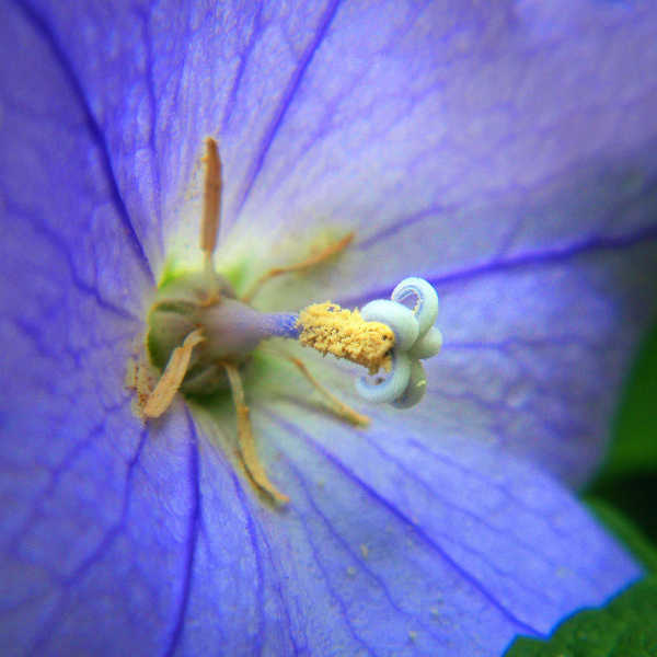 Balloon flower closeup of center from side