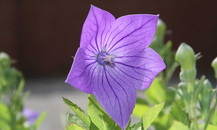 Balloon flower or Platycodon grandiflorus