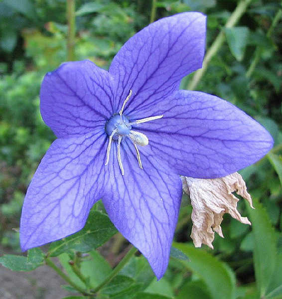 Balloon flower wide open