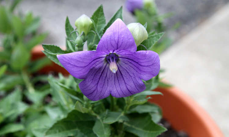 Good view of open and unopen balloon flowers