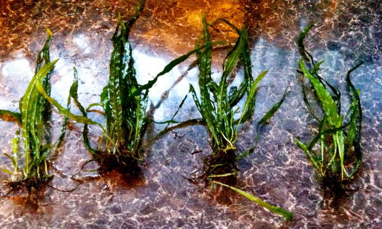 Java fern needle