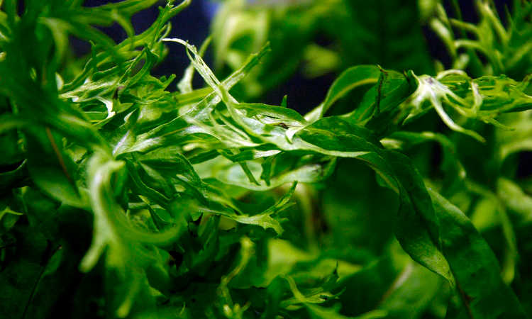 Lace java fern