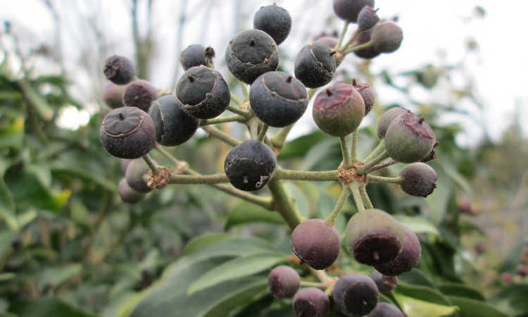 English ivy berries