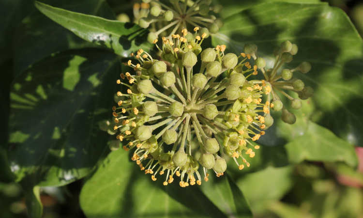 English ivy flower closeup