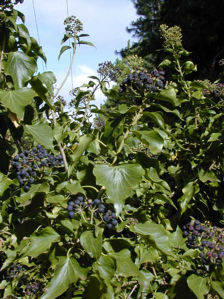 English ivy fruiting