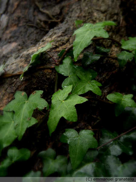 English ivy