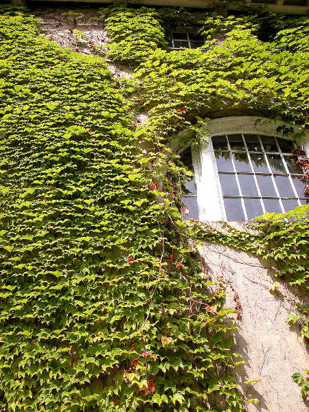 English ivy on wall