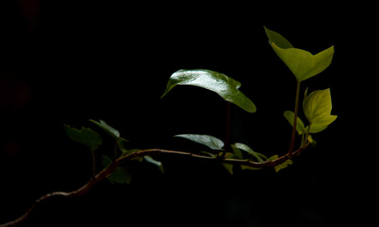 English ivy vine