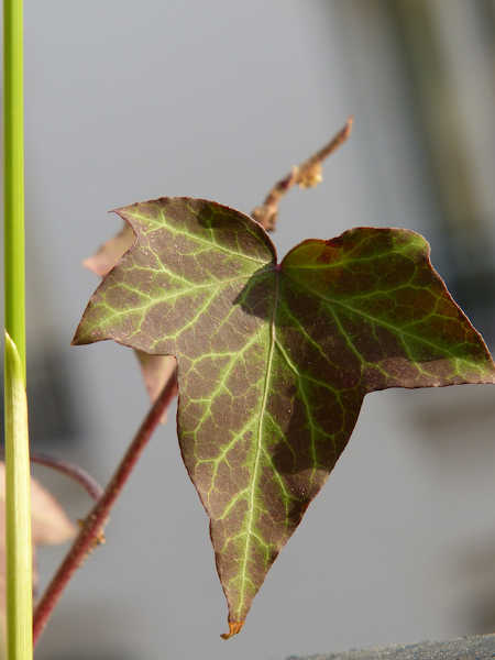 Variegated English ivy