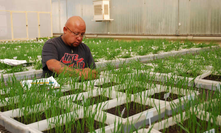 Germination testing