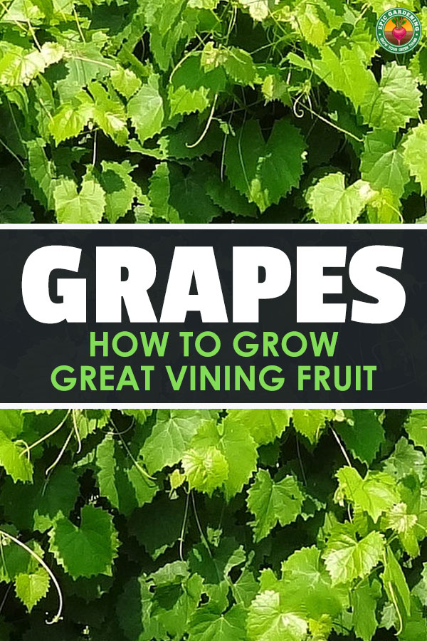 Growing grapes can be complex, but the basics are universal. Our epic grower's guide will help you start your own home vineyard!