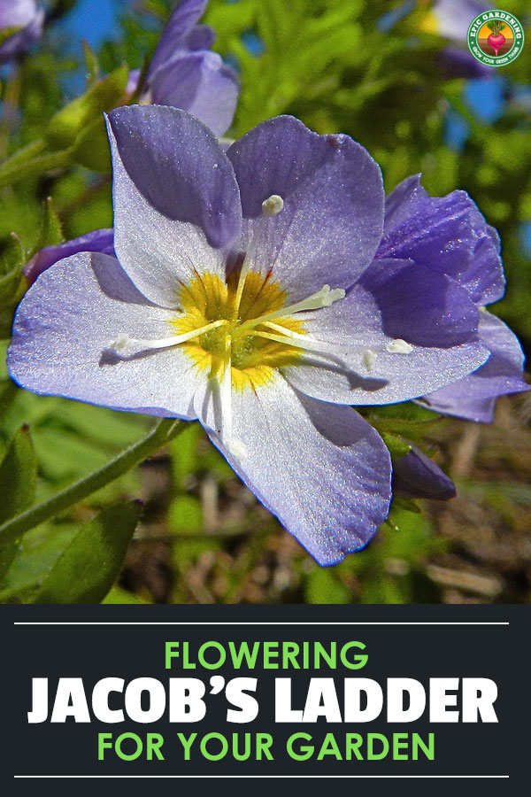 Jacob's ladder plant is an easy to grow, shade loving perennial. Learn about the best ways to care for this plant with our growing guide!