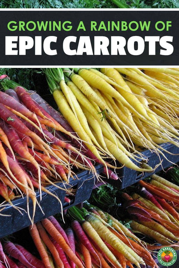 Growing carrots is well within your reach. Select one of the many colors available and learn how to grow amazing vegetables with our in-depth growing guide!