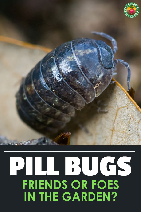 Whether you call them roly poly bugs or pill bugs, these little critters are nature's garbage disposal. But are they good guests in the yard?