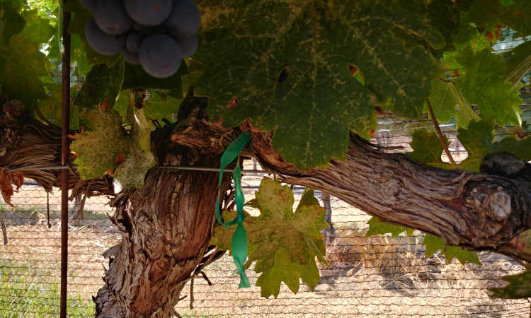 Closeup of cordon formation at Cordi Winery