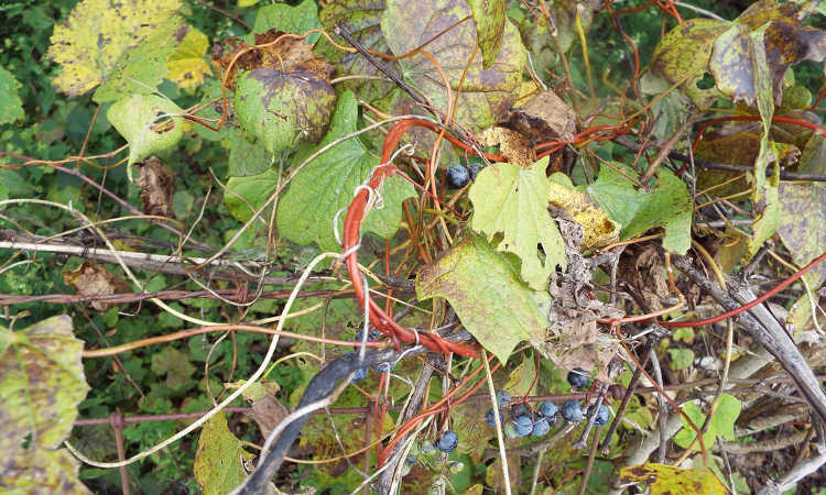 Diseased grapevine