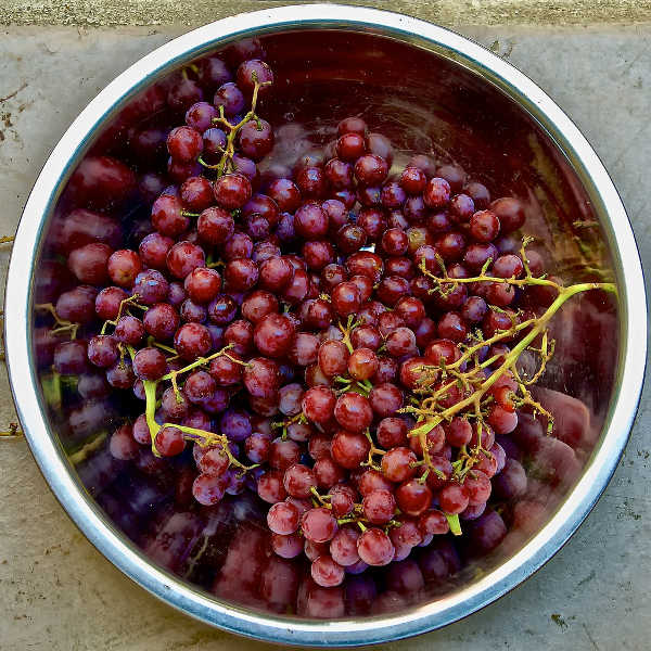 Freshly harvested grapes