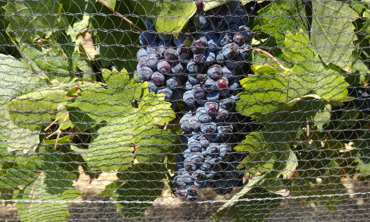 Fruit protected by bird netting at Cordi