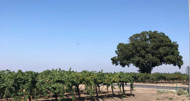 Full sun on commercial vineyard near Lodi California