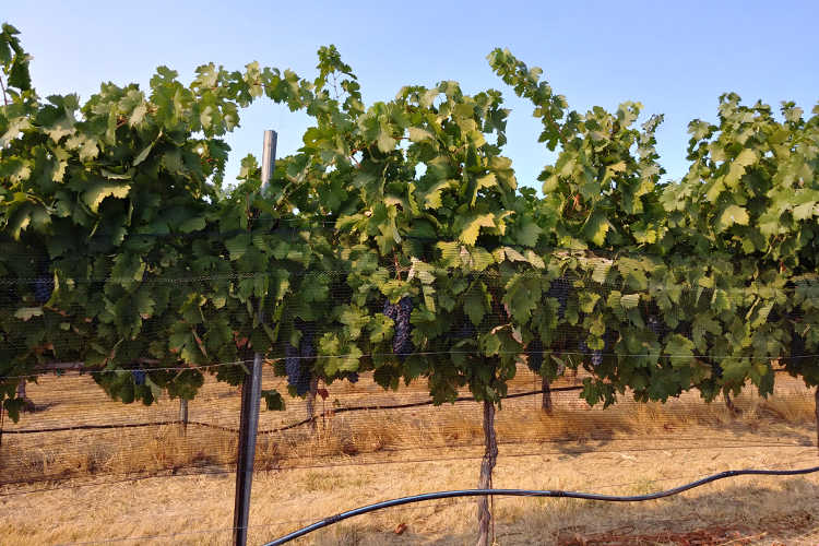 Grapes hiding beneath bird netting at Cordi