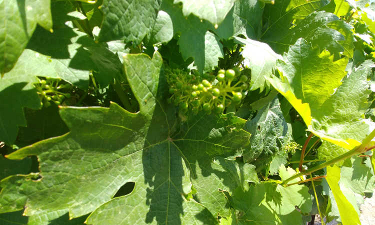 Late spring fruit set at Cordi