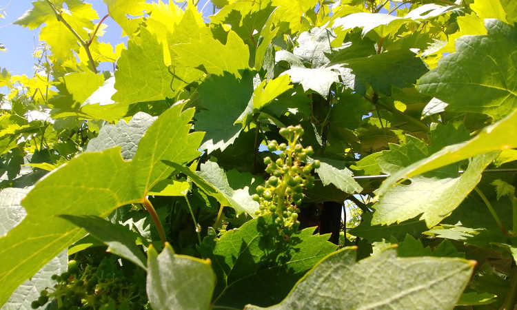 Late spring fruit formation