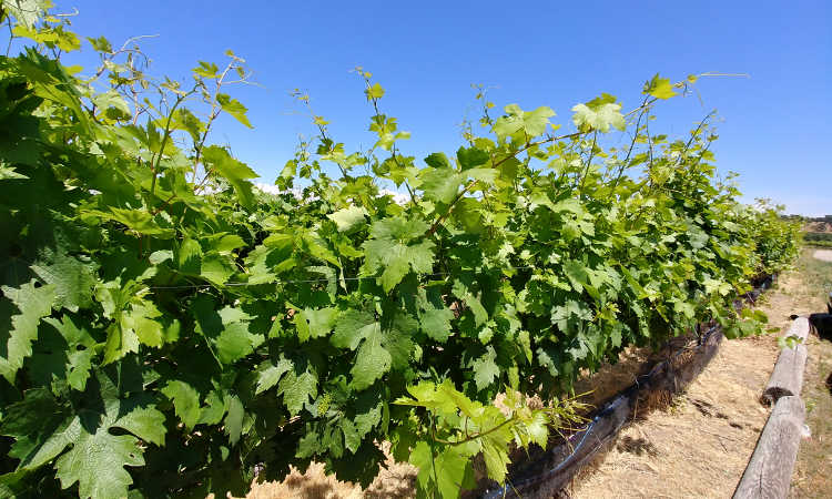 Late spring vine growth at Cordi Winery
