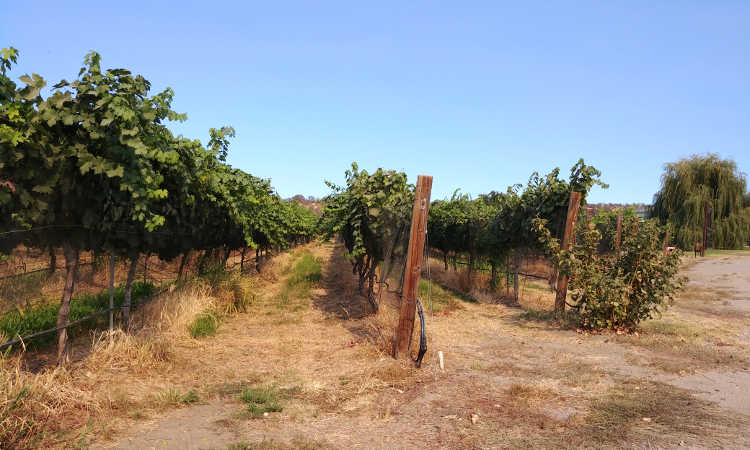 Looking down vineyard rows at Cordi Winery
