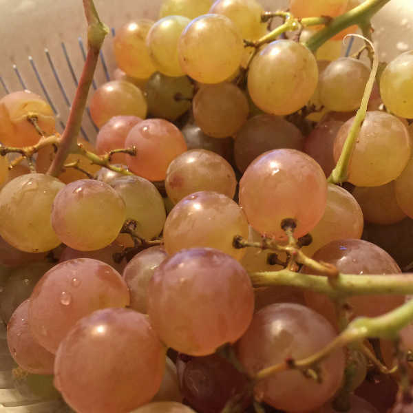 Muscat grapes