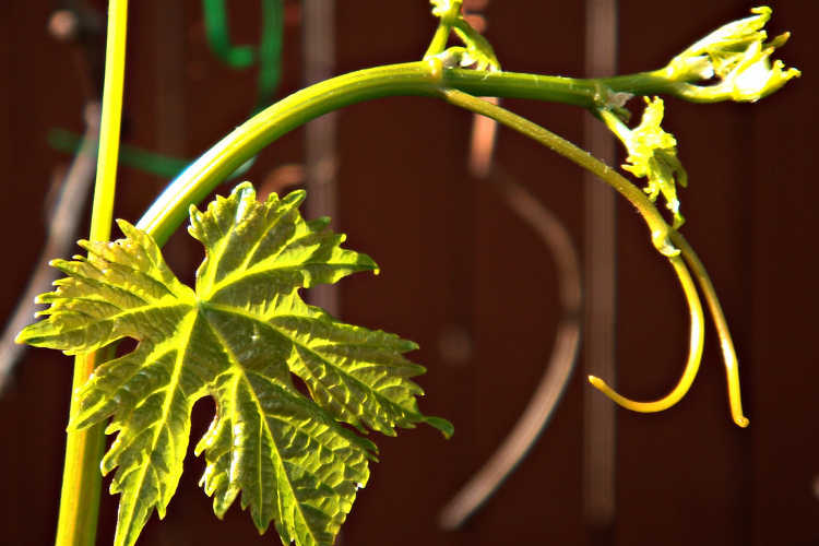 New grapevine shoots forming