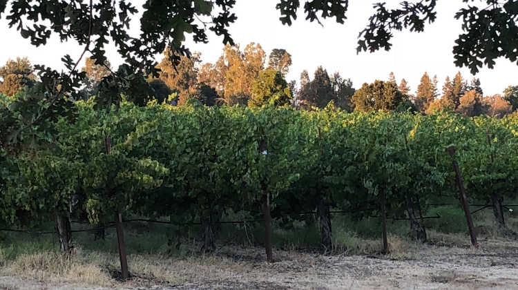 Old vines near Lodi California