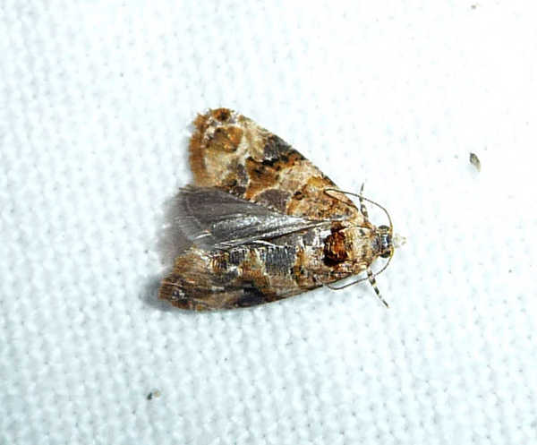 European grapevine moth