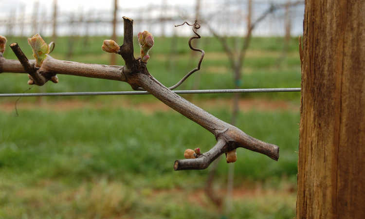 Bud break on Cabernet Franc vine
