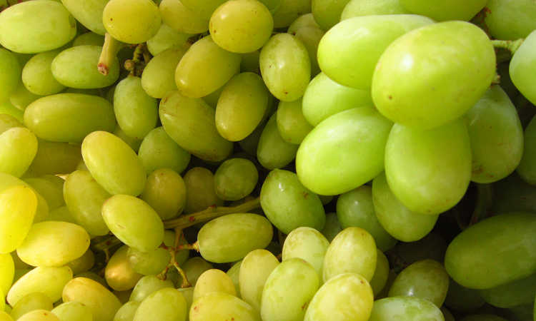Thompson seedless grapes